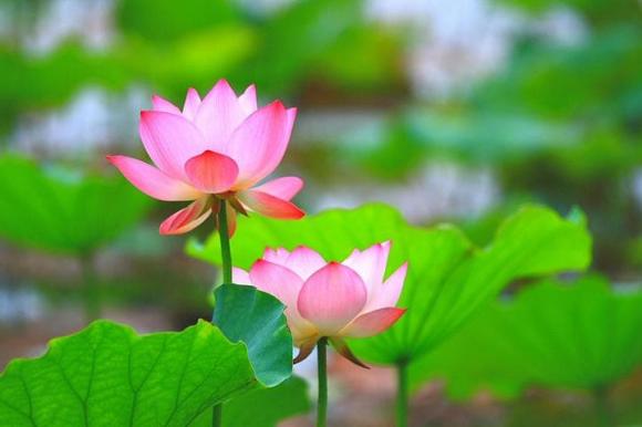 ngày sinh âm lịch nào là xui xẻo