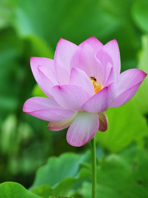 ngày sinh âm lịch nào là xui xẻo