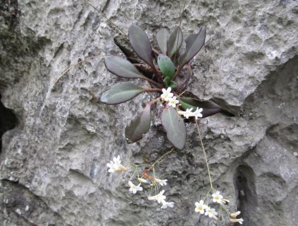 báo xuân, viên ngọc, kiến thức