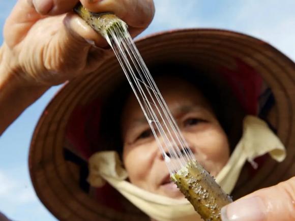Tơ trong thân sen, lụa tơ sen