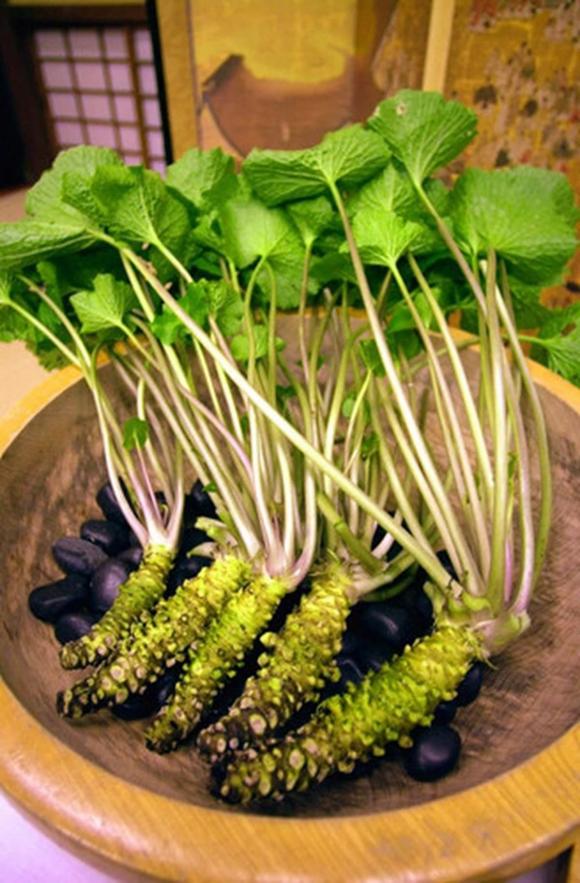 Loại củ đắt đỏ bậc nhất thế giới, wasabi
