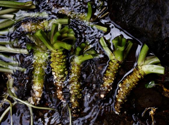 Loại củ đắt đỏ bậc nhất thế giới, wasabi