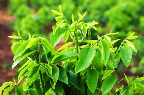 rau ngót, làm giàu từ rau ngót, kiến thứca