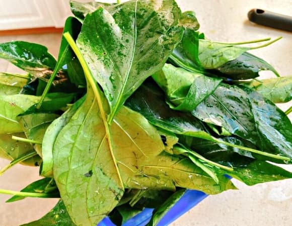 Lá ớt, công dụng của lá ớt