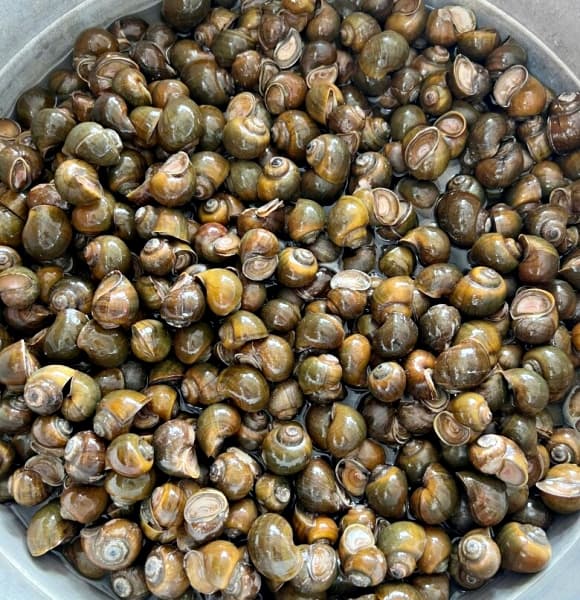 ốc lác, ốc mít