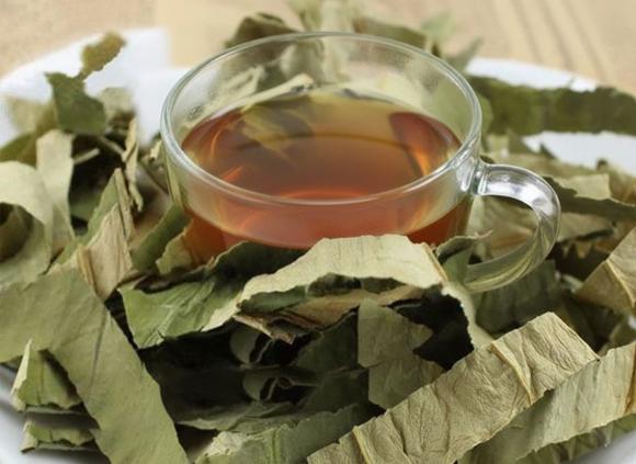 công dụng của lá mướp, kiến thức
