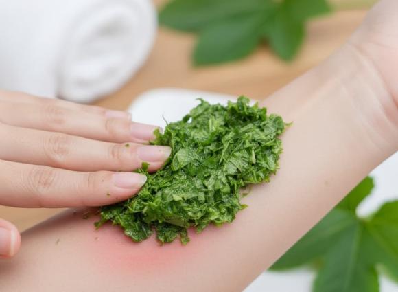 công dụng của lá mướp, kiến thức