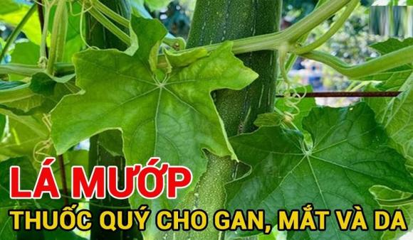 công dụng của lá mướp, kiến thức