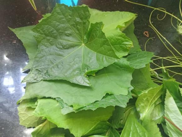 công dụng của lá mướp, kiến thức