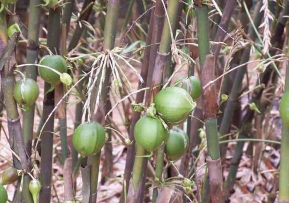 điềm gở, cây tre, hoa tre