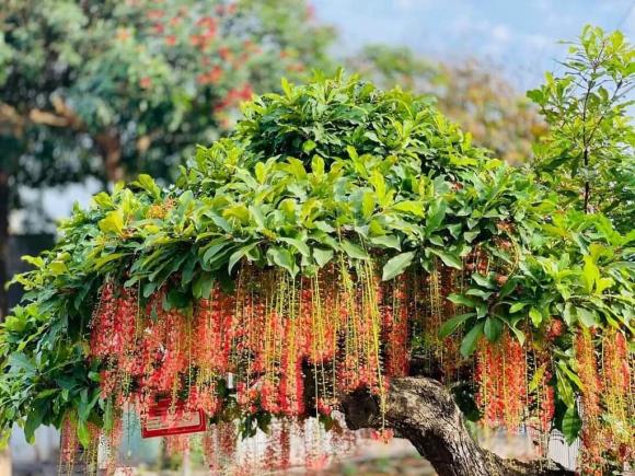 Cây phong thuỷ, cây lộc vừng
