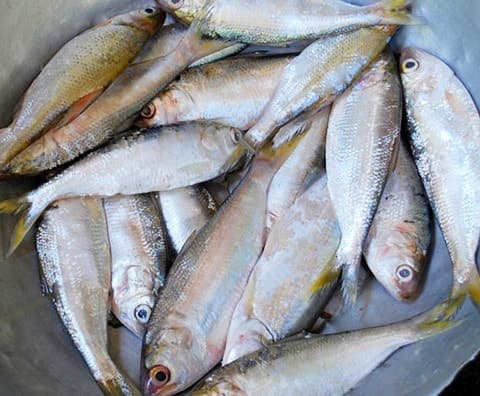 cá, cá tốt nhất thế giới, sức khỏe