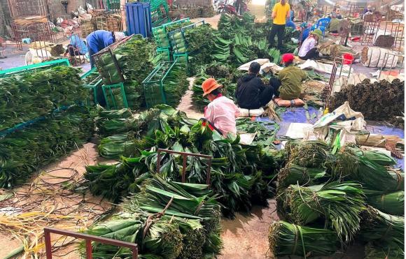 Lá mai, xuất khẩu lá mai, giá lá mai