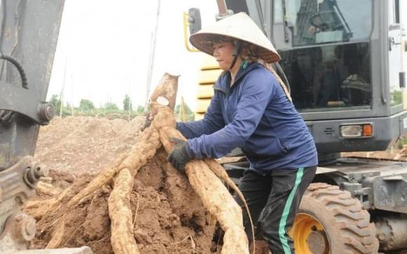 Sắn dây, hô hình trồng sắn dây