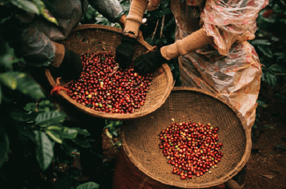 Xuất khẩu cà phê, kim ngạch xuất khẩu cà phê