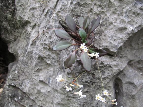 Loài đặc hữu chỉ có tại Việt Nam được ví như “viên ngọc” quý của thế giới, nguy cơ tuyệt chủng trong tự nhiên 0 Loài đặc hữu quý hiếm tại việt nam, Cây báo xuân