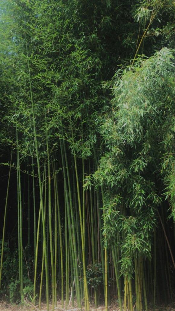 Công dụng của lá tre đối với sức khỏe: Tưởng thứ vứt đi nào ngờ lại cực tốt 1 Lá tre, công dụng của lá tre với sức khoẻ