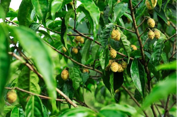 Cây trà hoa vàng, công dụng của cây trà hoa vàng