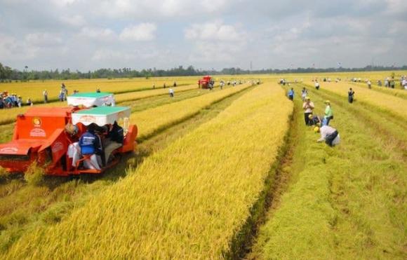  bảng giá đất mới ,  giá đền bù đất trồng lúa,  đất bị thu hồi được bồi thường