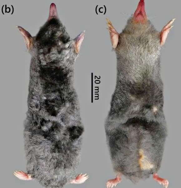 kho báu sống, dãy Pù Luông, chuột chũi Darwin, Thanh Hóa
