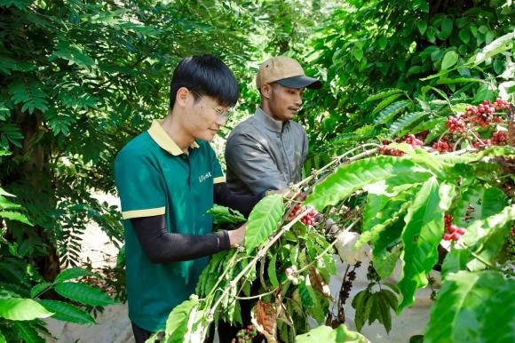 Thu hoạch cà phê, mùa thu hái cà phê