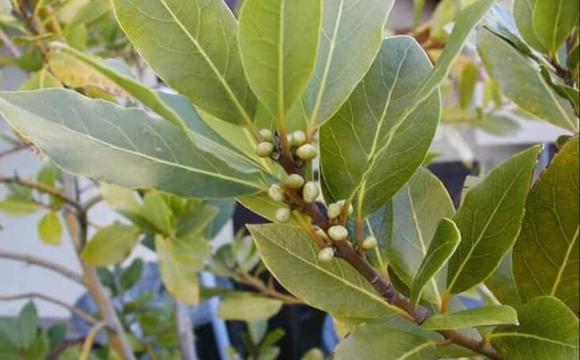 lá nguyệt quế 0 Lá nguyệt quế, công dụng của lá nguyệt quế, kiến thức