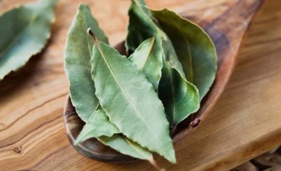 lá nguyệt quế 2 Lá nguyệt quế, công dụng của lá nguyệt quế, kiến thức