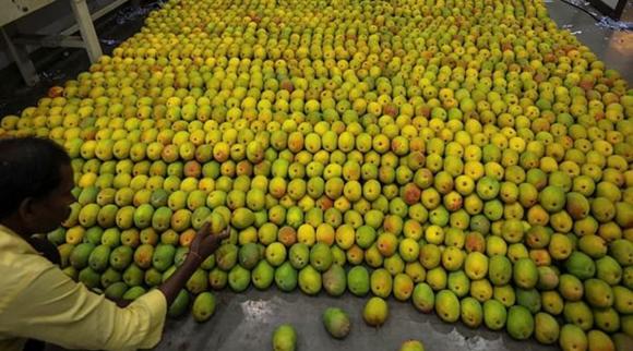 Loại quả ngon nhất thế giới, xoài