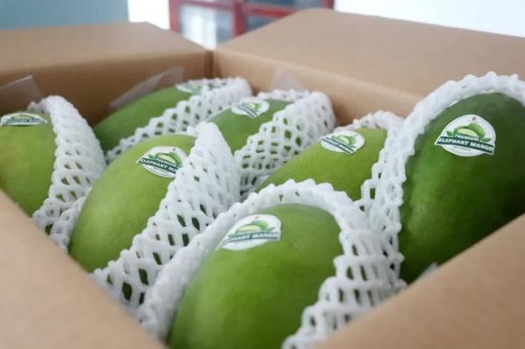 Loại quả ngon nhất thế giới, xoài