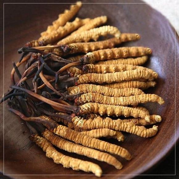 Đông trùng hạ thảo, công dụng của đông trùng hạ thảo