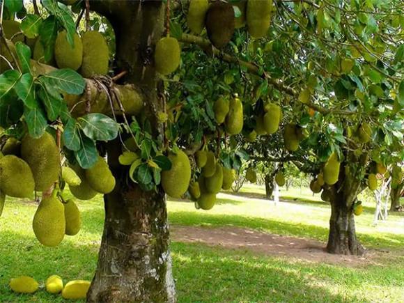 trồng cây gì hút tài lộc, nên trồng cây gì, phong thủy