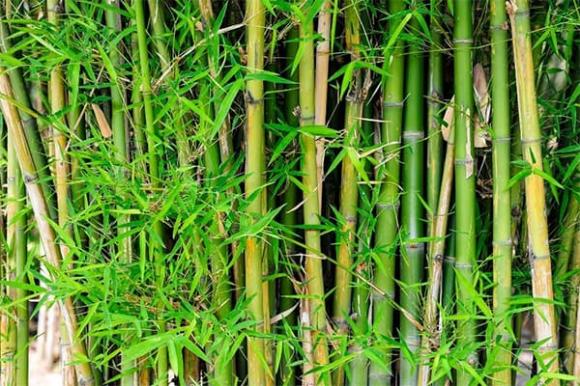 trồng cây gì hút tài lộc, nên trồng cây gì, phong thủy