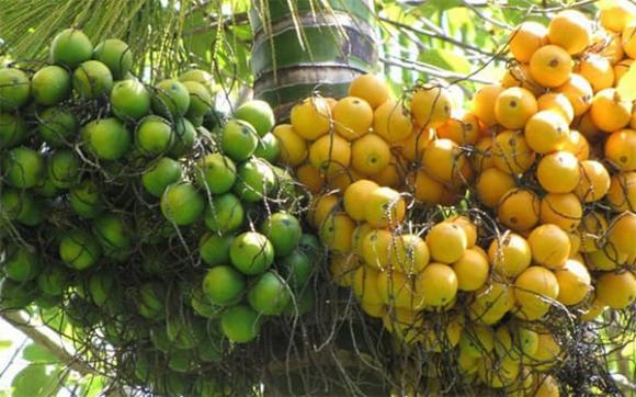trồng cây gì hút tài lộc, nên trồng cây gì, phong thủy