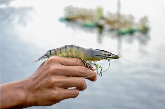 Nuôi tôm sú, mô hình nuôi tôm sú