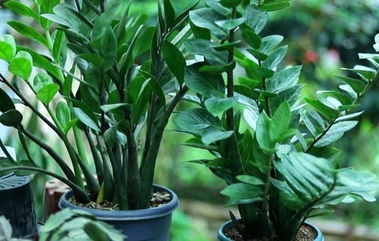 cây may mắn, cây tài lộc, cây cảnh