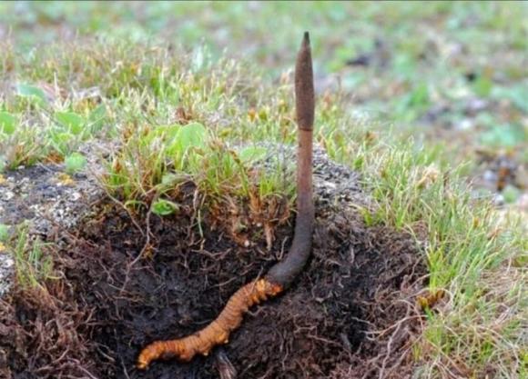 Loại 'cỏ dại' có giá lên đến 2,2 tỷ/kg, vô cùng quý hiếm, giá ngang căn chung cư nhưng không có mà bán 1 Đông trùng hạ thảo, công dụng của đông trùng hạ thảo