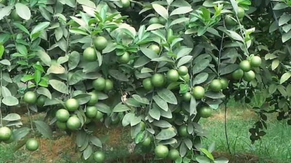 Trồng loại cây gây 'ứa nước miếng' trên đất đồi cằn cỗi, nông dân Tuyên Quang thu về hơn 1 tỷ đồng/năm 1 Trồng chanh, mô hình trồng chanh