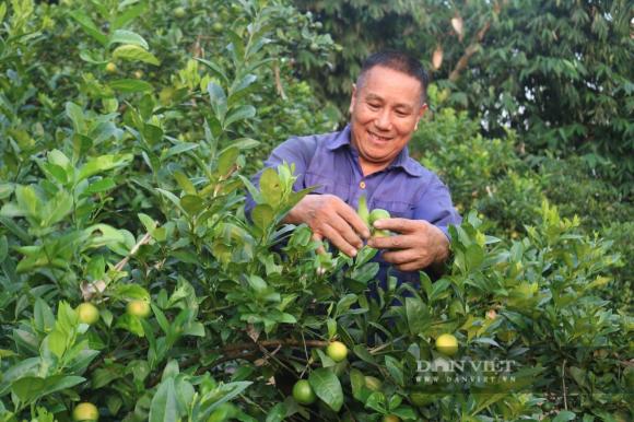Trồng loại cây gây 'ứa nước miếng' trên đất đồi cằn cỗi, nông dân Tuyên Quang thu về hơn 1 tỷ đồng/năm 0 Trồng chanh, mô hình trồng chanh