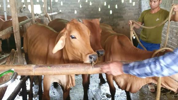 tại sao bò lại phải xỏ mũi đeo vòng 0 tại sao, vì sao, kiến thức, bò xỏ mũi đeo vòng, tại sao bò lại phải xỏ mũi đeo vòng