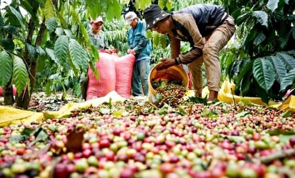 01-ca-phe-1.jpg 2 cà phê, xuất khẩu cà phê, kim ngạch xuất khẩu
