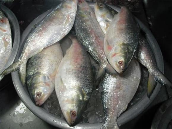 vua-ca-song-hau-loai-ca-quy-nhu-vang-song-hiem-den-muc-co-tien-cung-kho-mua (1).jpg 0 Vua cá sông Hậu, cá cháy, Trà Ôn