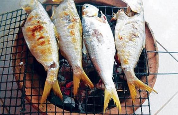 vua-ca-song-hau-loai-ca-quy-nhu-vang-song-hiem-den-muc-co-tien-cung-kho-mua (1).jpg 0 Vua cá sông Hậu, cá cháy, Trà Ôn