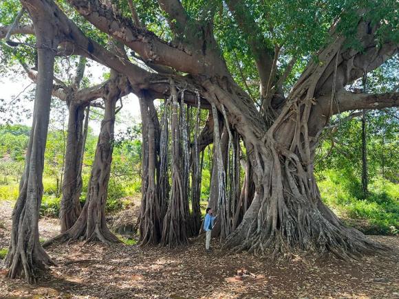 Tổ Tiên căn dặn: 'Đừng trồng cây dữ trước nhà, lộc tới cửa cũng hóa hư không', 4 loài cây ở đây là cây gì? 1 Cây phong thuỷ, cây dữ, câu đa, cây si