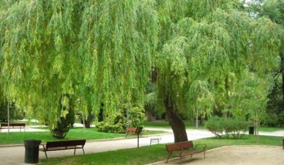 Tổ Tiên căn dặn: 'Đừng trồng cây dữ trước nhà, lộc tới cửa cũng hóa hư không', 4 loài cây ở đây là cây gì? 0 Cây phong thuỷ, cây dữ, câu đa, cây si