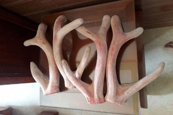 Nông dân Đà Nẵng nuôi con giống nhà giàu, bán 'vàng trắng' đếm tiền mỏi tay 1 Nuôi huơu, mô hình nuôi huơu