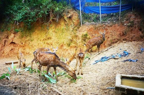 Nông dân Đà Nẵng nuôi con giống nhà giàu, bán 'vàng trắng' đếm tiền mỏi tay 0 Nuôi huơu, mô hình nuôi huơu