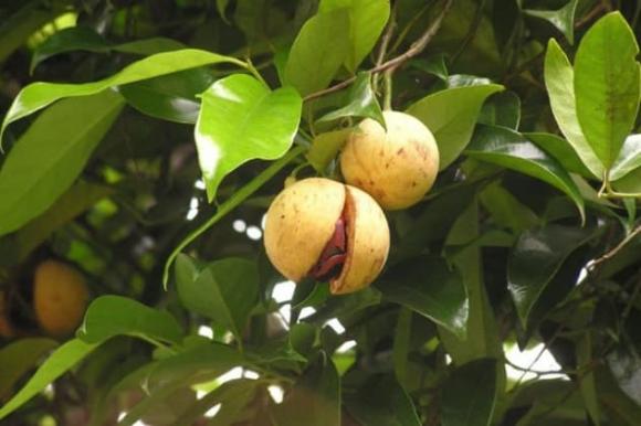 Việt Nam trồng bạt ngàn loại gia vị triệu đô, rất quý hiếm: 31 quốc gia liên tục săn đón, nước ta xuất khẩu hơn 3.000 tấn 0 bạch đậu khấu, xuất khẩu bạch đậu khấu của việt nam