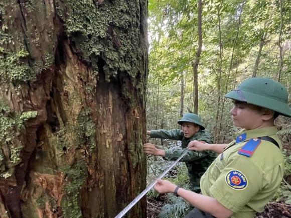 cây gỗ quý hàng nghìn năm tuổi 0 cây gỗ quý hàng nghìn năm tuổi, báu vật 2000 năm tuổi, kiến thức