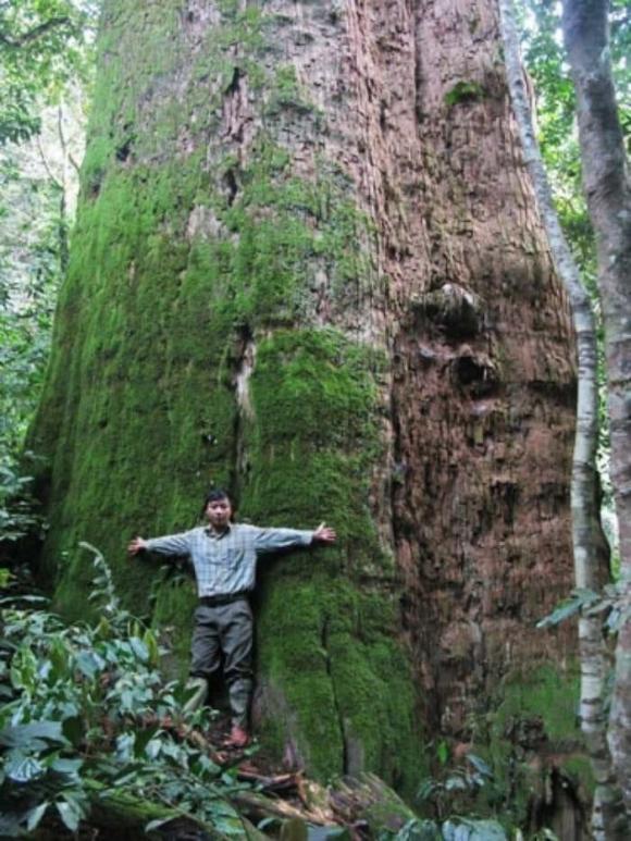 cây gỗ quý hàng nghìn năm tuổi 1 cây gỗ quý hàng nghìn năm tuổi, báu vật 2000 năm tuổi, kiến thức