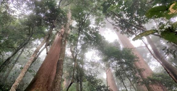 cây gỗ quý hàng nghìn năm tuổi 0 cây gỗ quý hàng nghìn năm tuổi, báu vật 2000 năm tuổi, kiến thức